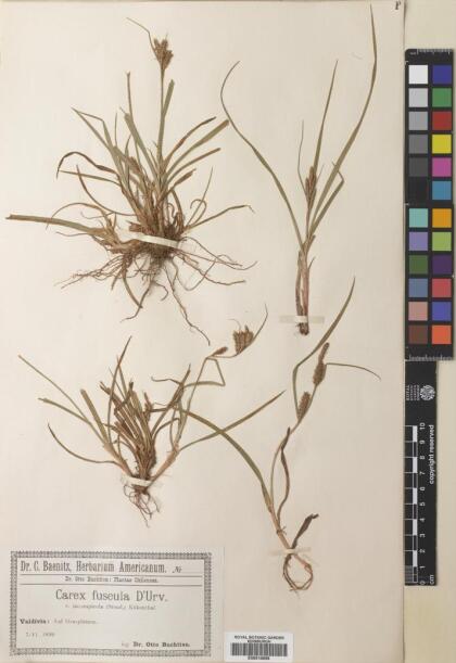 Carex fuscula [Espécimen: ]