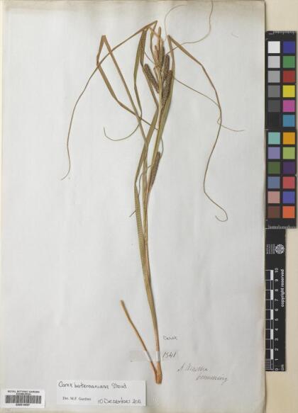 Carex berteroniana [Espécimen: ]