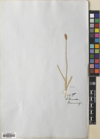 Carex fuscula [Espécimen: ]