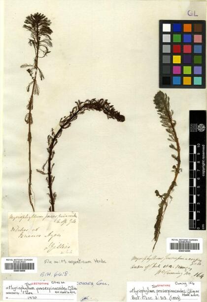 Myriophyllum aquaticum [Espécimen: ]