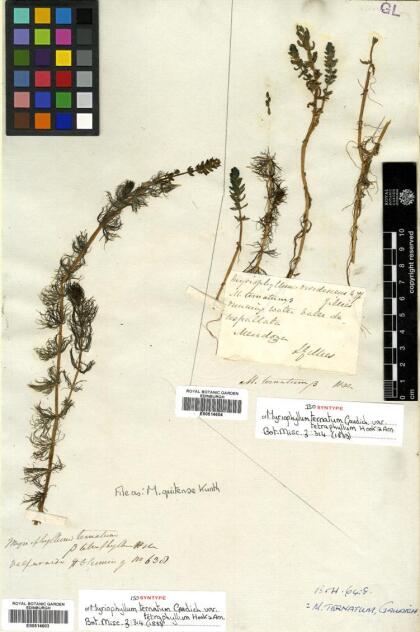Myriophyllum quitense [Espécimen: ]