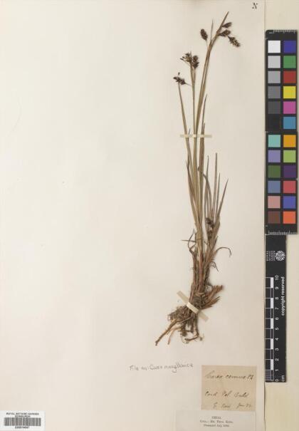 Carex magellanica [Espécimen: ]