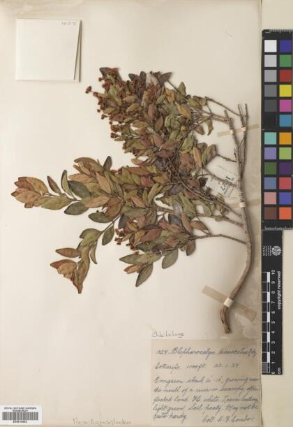 Blepharocalyx cruckshanksii [Espécimen: ]