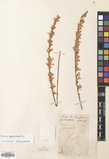 Francoa appendiculata [Espécimen: ]