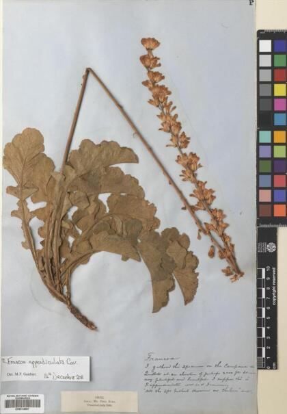 Francoa appendiculata [Espécimen: ]