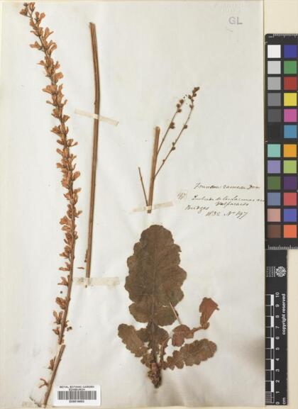 Francoa appendiculata [Espécimen: ]