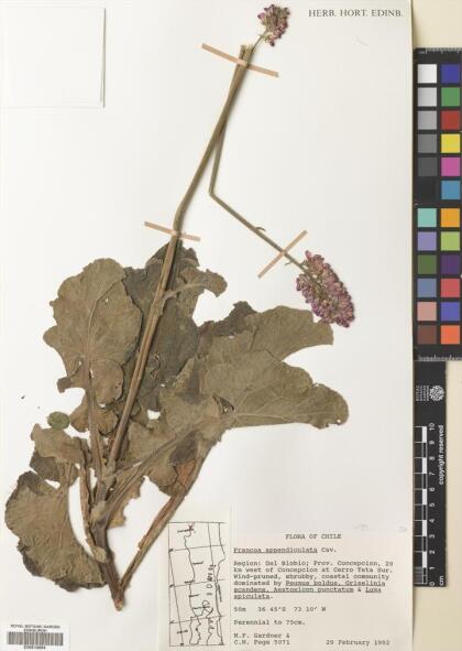Francoa appendiculata [Espécimen: ]