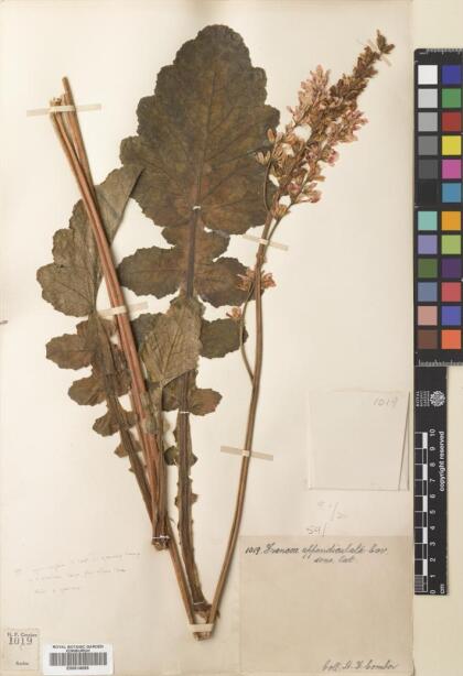 Francoa appendiculata [Espécimen: ]