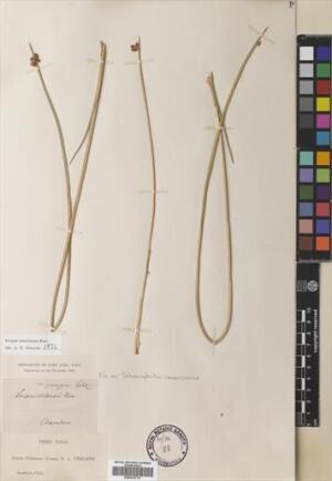 Schoenoplectus americanus [Espécimen: ]