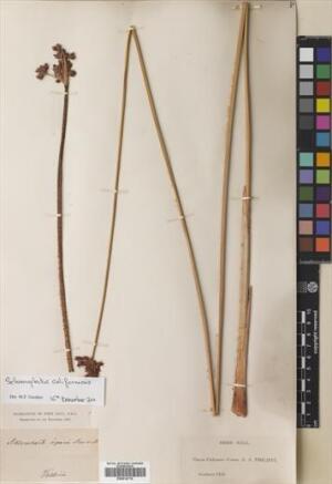 Schoenoplectus californicus [Espécimen: ]