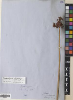 Schoenoplectus californicus [Espécimen: ]