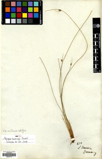 Carex setifolia [Espécimen: ]