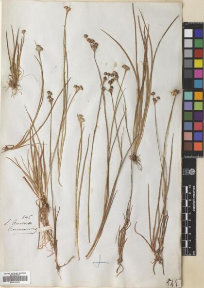 Juncus stipulatus [Espécimen: ]