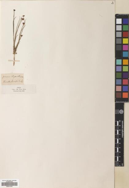 Juncus stipulatus [Espécimen: ]