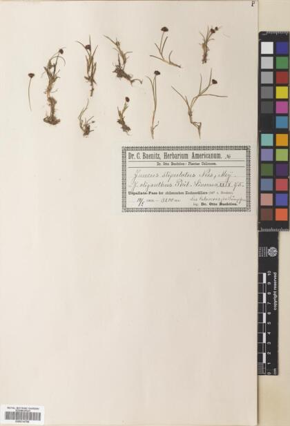 Juncus stipulatus [Espécimen: ]