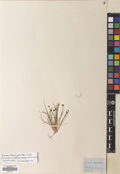 Juncus scheuchzerioides [Espécimen: ]