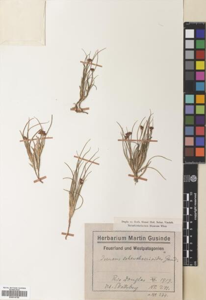 Juncus scheuchzerioides [Espécimen: ]