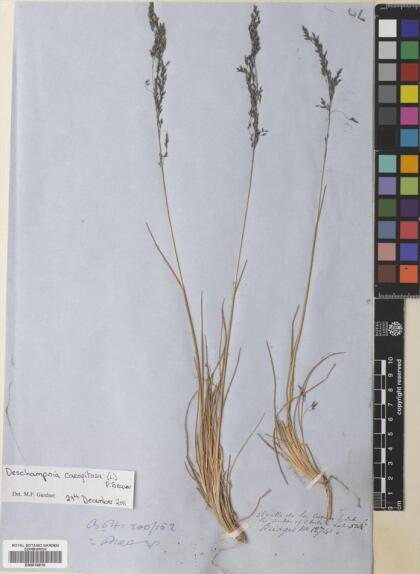 Deschampsia cespitosa [Espécimen: ]