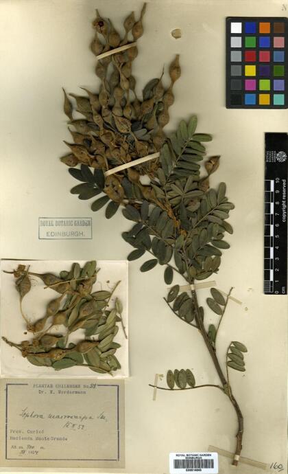 Sophora macrocarpa [Espécimen: ]