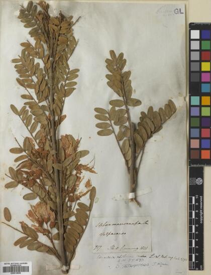 Sophora macrocarpa [Espécimen: ]