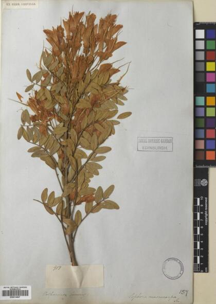 Sophora macrocarpa [Espécimen: ]