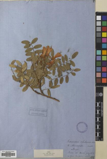 Sophora macrocarpa [Espécimen: ]