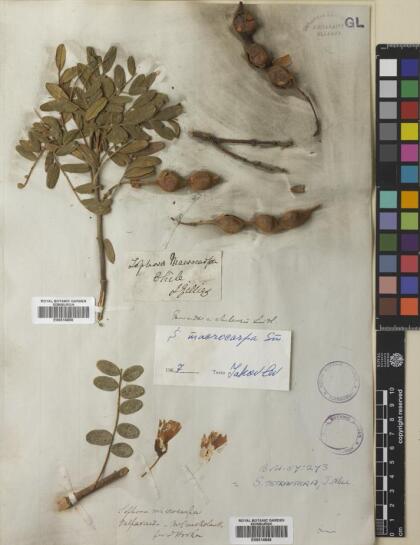 Sophora macrocarpa [Espécimen: ]