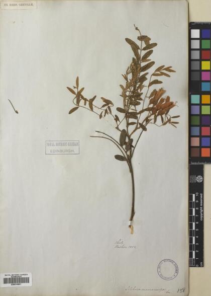 Sophora macrocarpa [Espécimen: ]