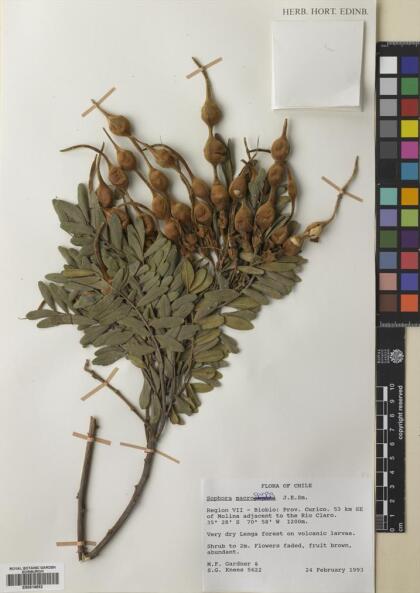 Sophora macrocarpa [Espécimen: ]