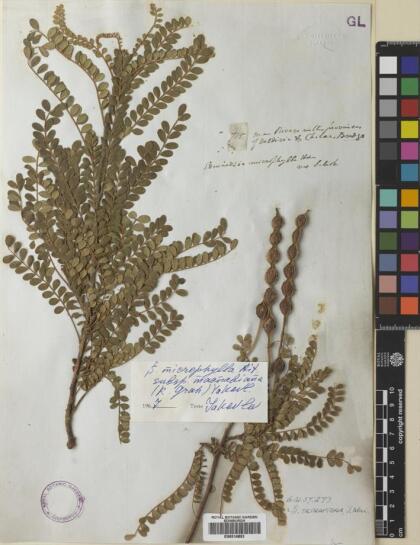 Sophora cassioides [Espécimen: ]
