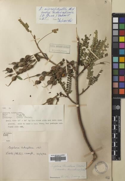 Sophora cassioides [Espécimen: ]