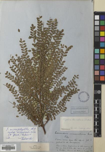 Sophora cassioides [Espécimen: ]
