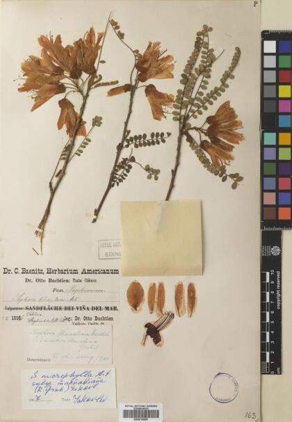 Sophora cassioides [Espécimen: ]