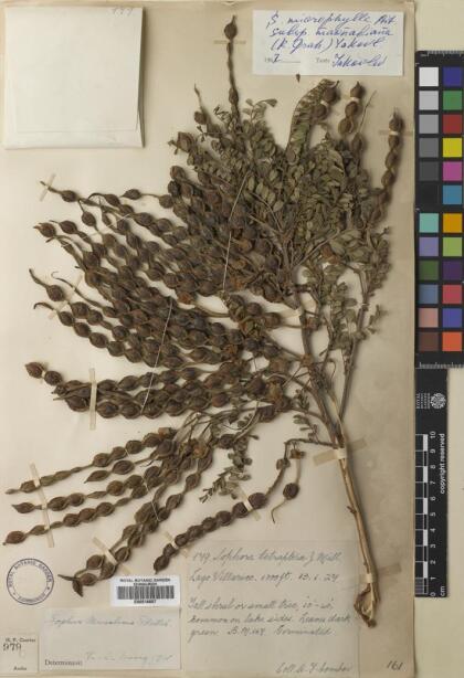 Sophora cassioides [Espécimen: ]