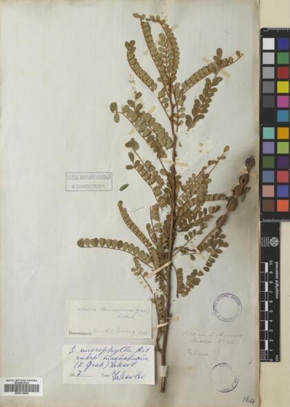 Sophora cassioides [Espécimen: ]