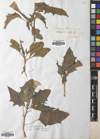 Datura stramonium [Espécimen: ]