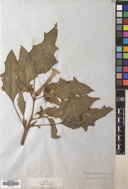 Datura stramonium [Espécimen: ]