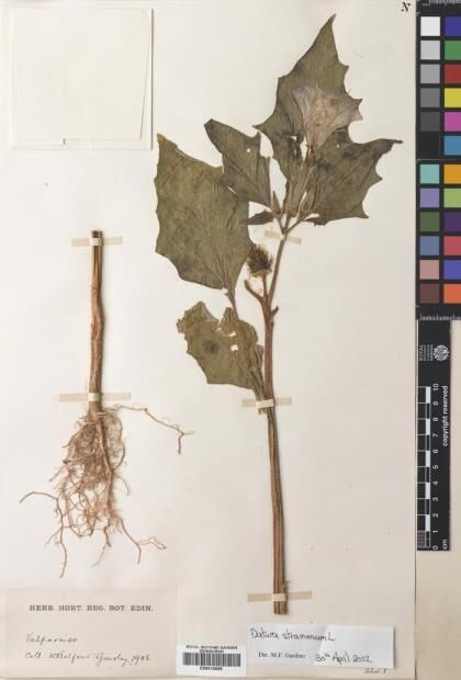 Datura stramonium [Espécimen: ]