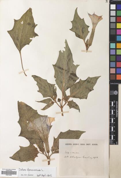 Datura stramonium [Espécimen: ]