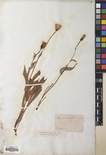 Picrosia longifolia [Espécimen: ]