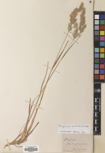 Polypogon australis [Espécimen: ]