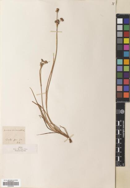 Juncus microcephalus [Espécimen: ]
