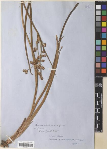 Juncus microcephalus [Espécimen: ]