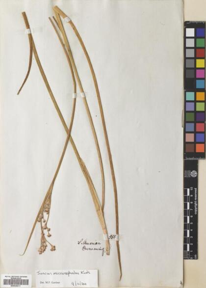 Juncus microcephalus [Espécimen: ]