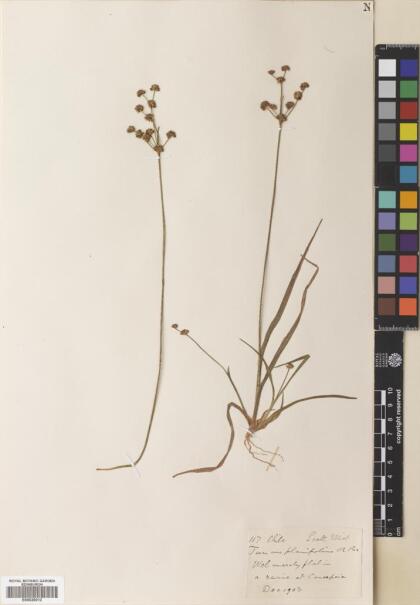 Juncus planifolius [Espécimen: ]