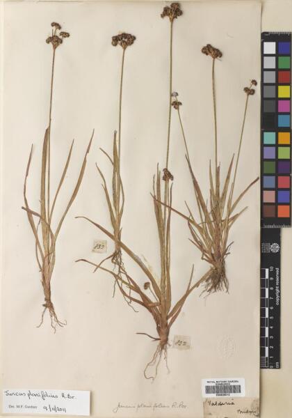 Juncus planifolius [Espécimen: ]