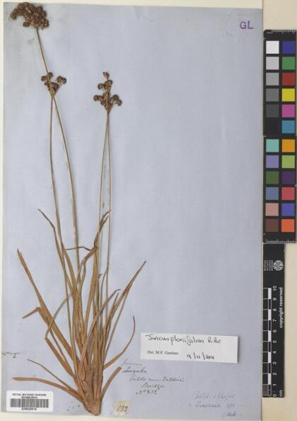 Juncus planifolius [Espécimen: ]