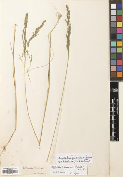 Agrostis perennans [Espécimen: ]