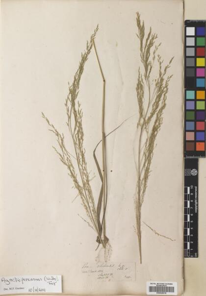 Agrostis perennans [Espécimen: ]