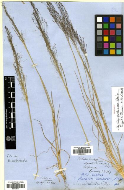 Agrostis umbellata [Espécimen: ]
